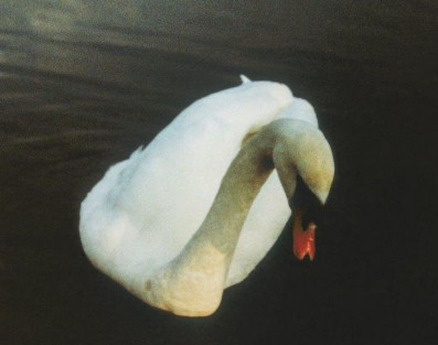 Ludovico Einaudi zapowiada nowy album. Premiera "Underwater" 21 stycznia