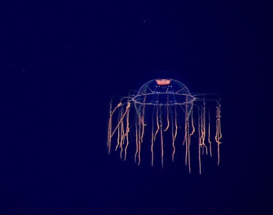 SPACE - czwarta płyta Plastic w sprzedaży