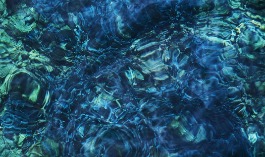 Luminescent Creatures