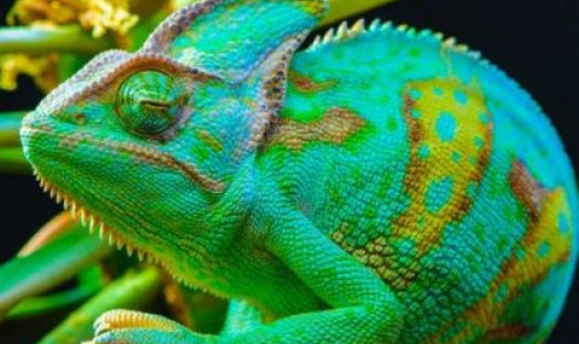 Telewizory Toshiba z serii L74