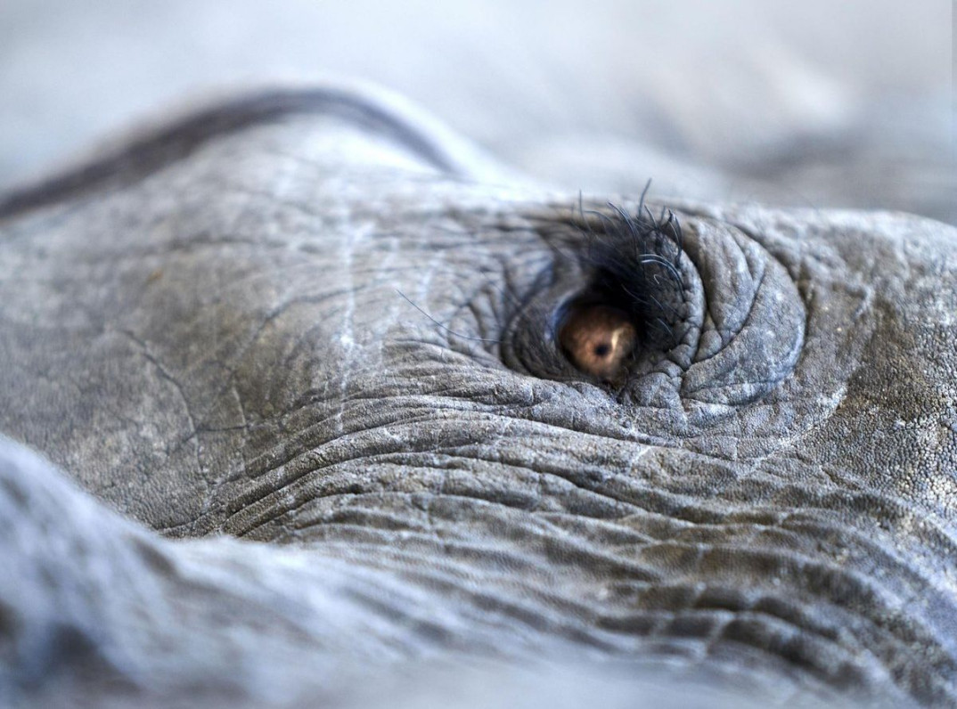 Lisa Gerard i Jules Maxwell  we wspólnym projekcie. Premiera "Burn" w maju