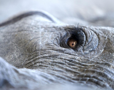 Lisa Gerard i Jules Maxwell  we wspólnym projekcie. Premiera "Burn" w maju