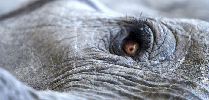 Lisa Gerard i Jules Maxwell  we wspólnym projekcie. Premiera "Burn" w maju