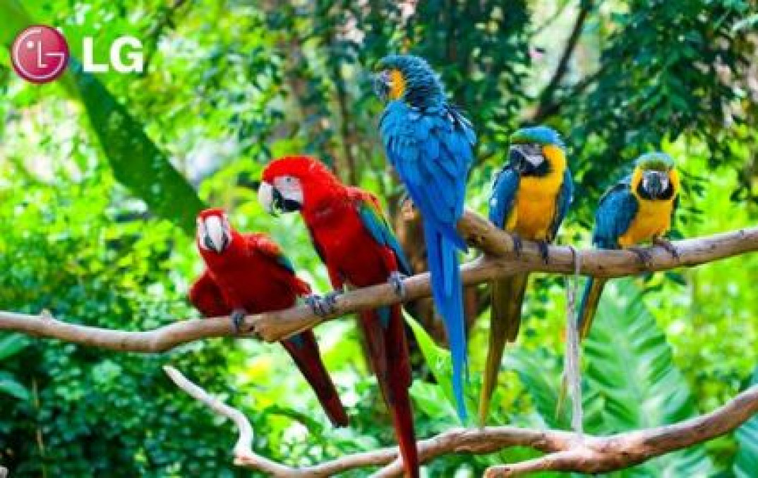 55-calowy telewizor OLED od LG