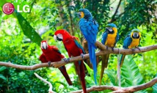 55-calowy telewizor OLED od LG